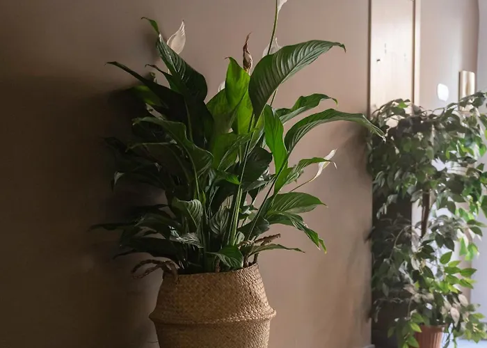 Apartment Trastevere